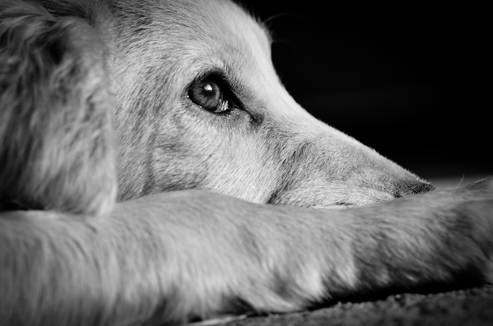 VetPartners